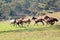 Wild Horses Racing Across The Plains