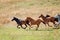 Wild Horses Racing Across The Plains