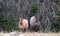 Wild Horses - Red Roan mare and Gray Silver Grulla stallion in the Pryor Mountains Wild Horse Range in Montana USA