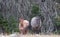 Wild Horses - Red Roan mare and Gray Silver Grulla stallion in the Pryor Mountains Wild Horse Range in Montana USA