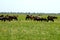 Wild horses in a reservation in Danube Delta, Tulcea, Romania