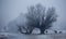 Wild horses beside river on cold winter morning