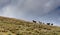 Wild horses roaming the empty prairie under an expressive blue and cloudy sky