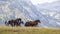 Wild horses roaming free in the Transylvanian Alps