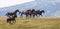 Wild horses roaming free in the Transylvanian Alps