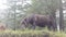 Wild horses roaming freely on mountains