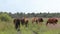 Wild Horses Running. Herd of horses running on the autumn field.