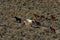 Wild horses running through sagebrush