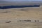 Wild horses running through sagebrush