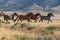 Wild Horses Running in the Utah Desert