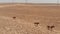 Wild Horses Runs Through the Kazakhstan Dry Steppe.