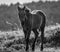 Wild horses in the Sierra de Bobia