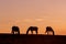 Wild Horses Silhouetted in a High Desert Sunset