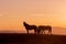 Wild Horses Silhouetted in a High Desert Sunset