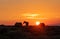 Wild Horses Silhouetted at Sunrise