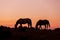 Wild Horses Silhouetted at Sunset