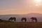 Wild Horses Silhouetted at Sunset