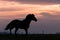 Wild Horses Silhouetted at Sunset