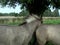 Wild Horses in Slow Motion