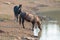 Wild Horses - Sooty Palomino and Black Stallions drinking at the waterhole in the Pryor Mountains Wild Horse Range - Montana USA