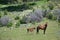 Wild horses springtime foal