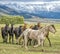 Wild horses stampede