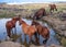 Wild horses at stamping ground