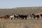 Wild horses standing and feeding