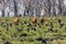 Wild horses standing in a field affected by bushfire in regional Australia