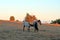 Wild Horses at sunset - Blue Roan Colt nursing his Blue roan mare mother on Tillett Ridge in the Pryor Mountains of Montana USA