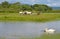 Wild Horses and Swan in Italian Wetland