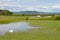 Wild Horses and Swan in Italian Wetland