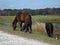 Wild Horses Sweetwater Wetlands Gainesville Florida