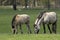 Wild horses or Tarpan