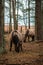 Wild horses in their pastureland in the woods near Engure lake in Latvia