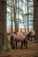 Wild horses in their pastureland in the woods near Engure lake in Latvia