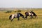 Wild Horses in Theodore Roosevelt National Park