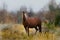 Wild Horses of Theodore Roosevelt National Park