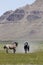 Wild horses in Utah