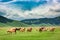 Wild horses in valley near Castelluccio, Umbria