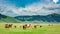 Wild horses in valley near Castelluccio, Umbria