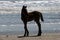 Wild horses walking along the beach in Corolla, North Carolina