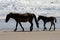 Wild horses walking along the beach in Corolla, North Carolina