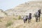 Wild horses walking contours of arid landscape 