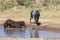 Wild Horses at a Waterhole