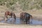 Wild Horses at a Waterhole