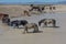 Wild Horses Waterhole in the Desert