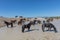 Wild Horses Waterhole in the Utah Desert