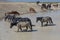 Wild Horses Waterhole in the Utah Desert