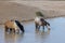 Wild Horses at Waterhole in the Utah Desert